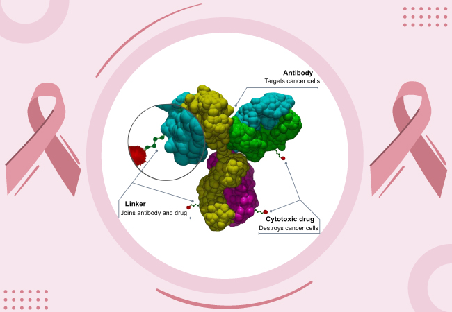 Antibody Drug Conjugate (ADC) for TNBC