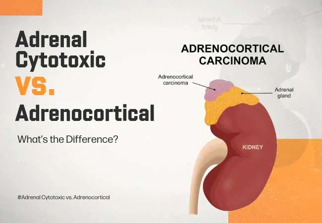Adrenal Cytotoxic vs. Adrenocortical: What’s the Difference?
